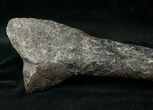 Camptosaurus Tibia w/ Stand - Colorado #14732-5